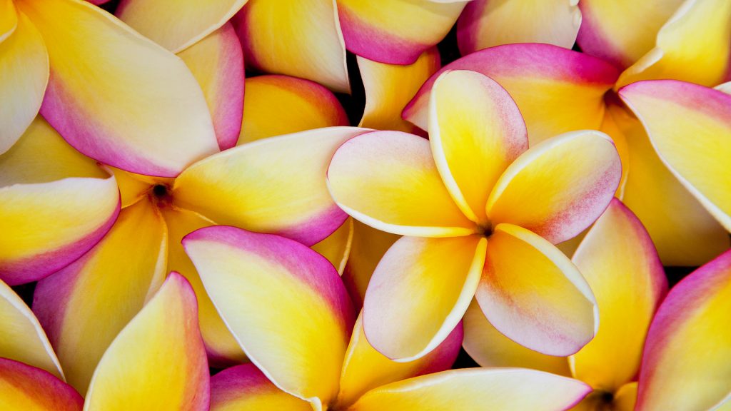 Plumeria