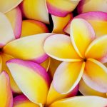 Plumeria