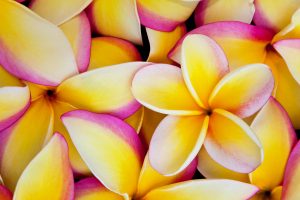 Plumeria