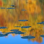 Pond Foliage