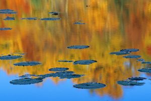 Pond Foliage