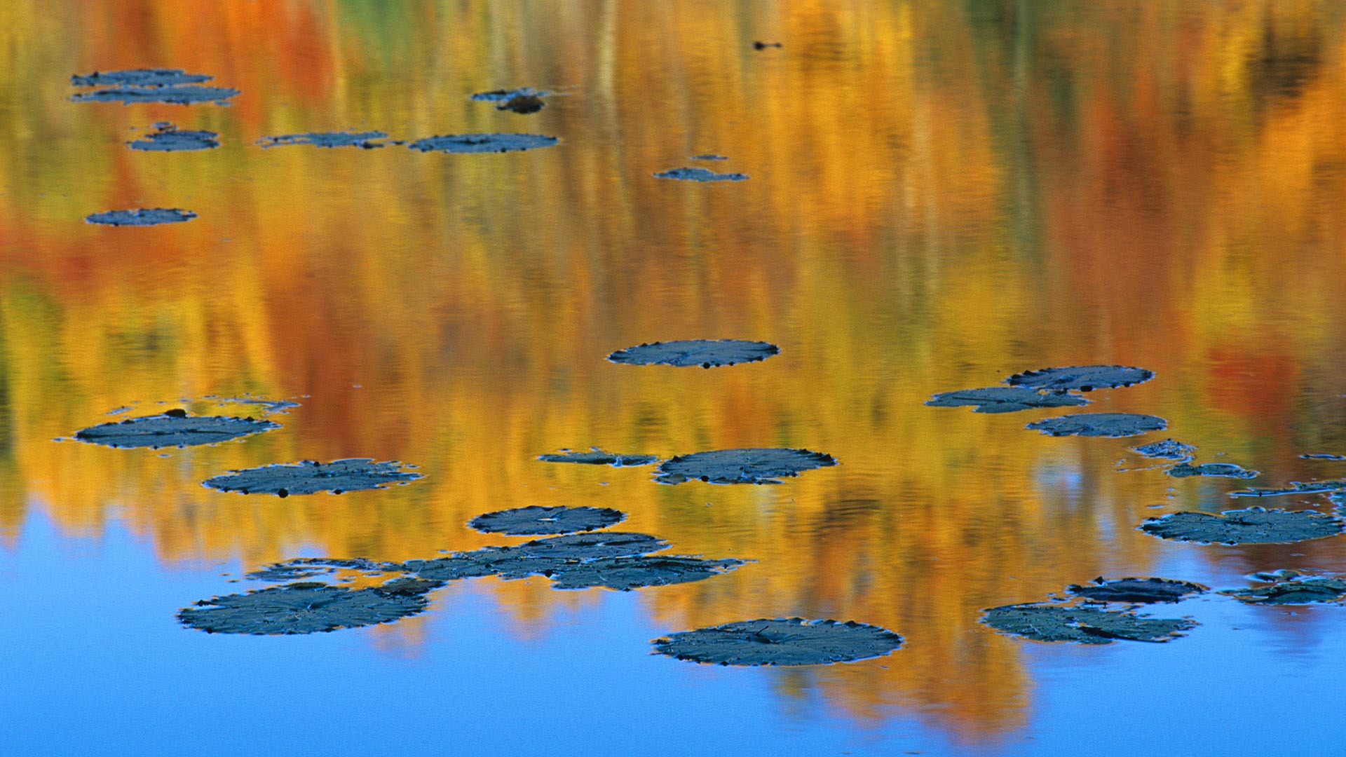 Pond Foliage