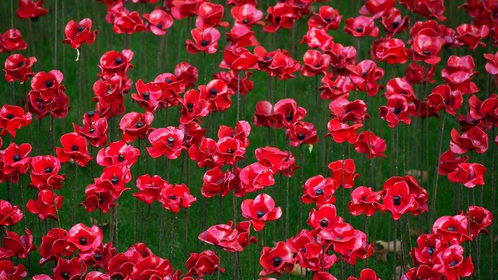 Poppy Display