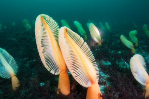 Primitive Sea Pens