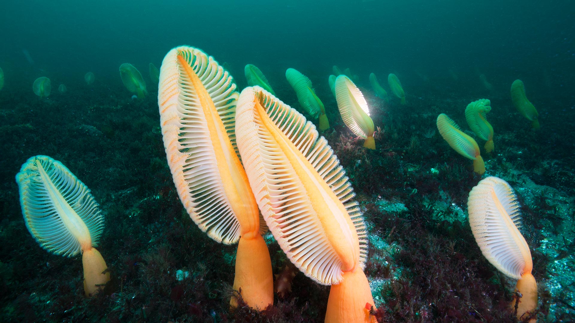 Primitive Sea Pens