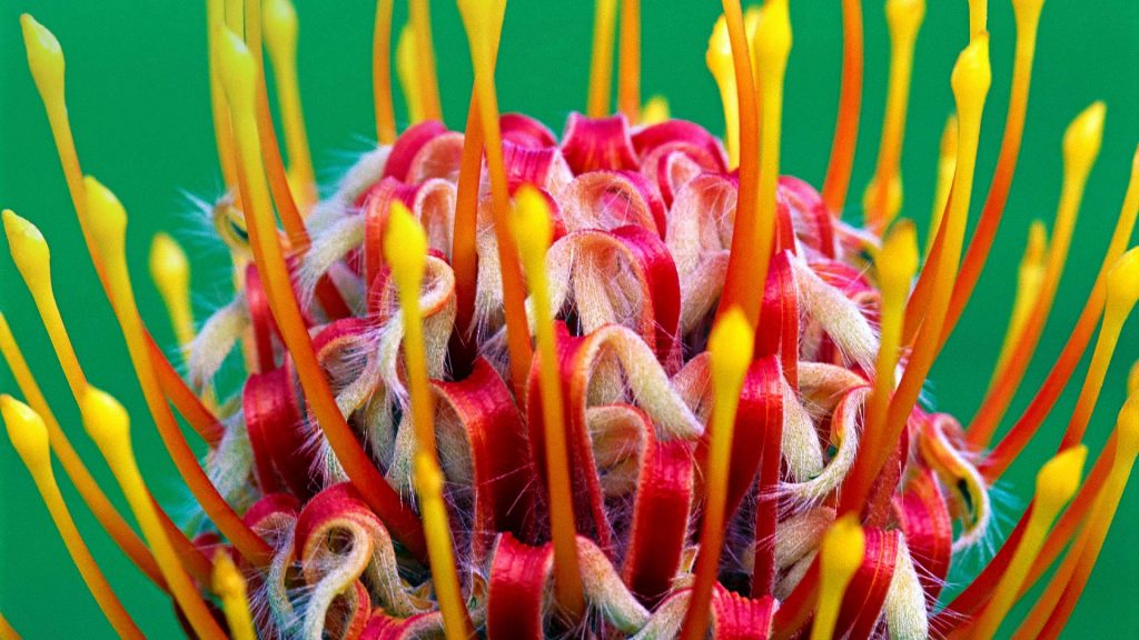 Protea Flower