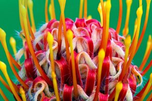 Protea Flower