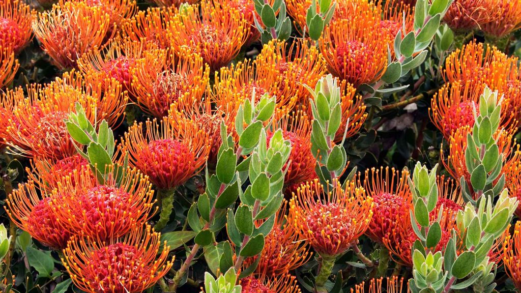 Protea Patch