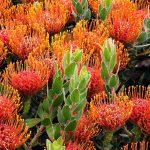 Protea Patch