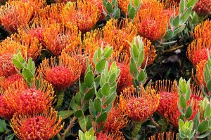 Protea Patch