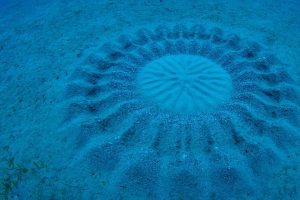 Pufferfish Nest