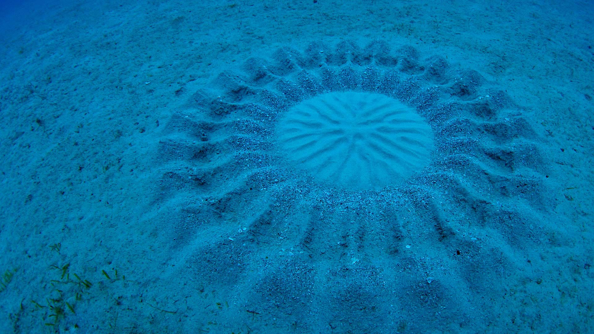 Pufferfish Nest