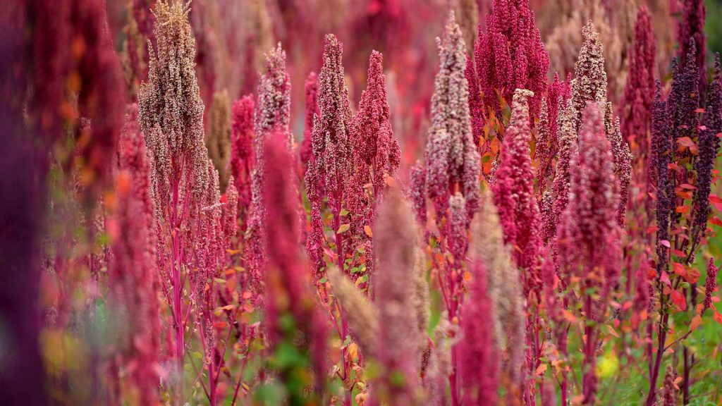 Quinoa