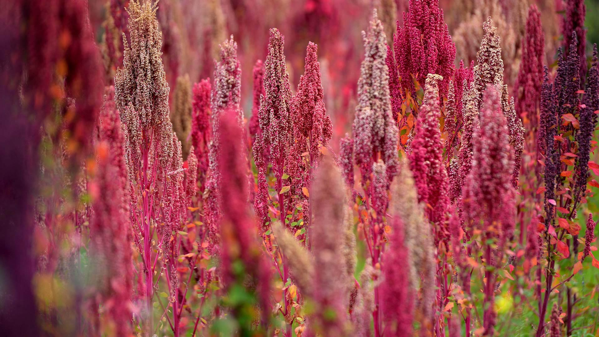 Quinoa