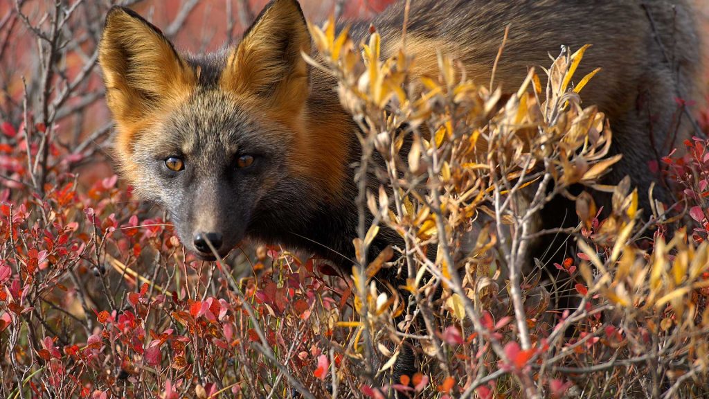 Red Fox Canada