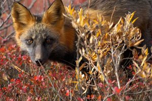 Red Fox Canada