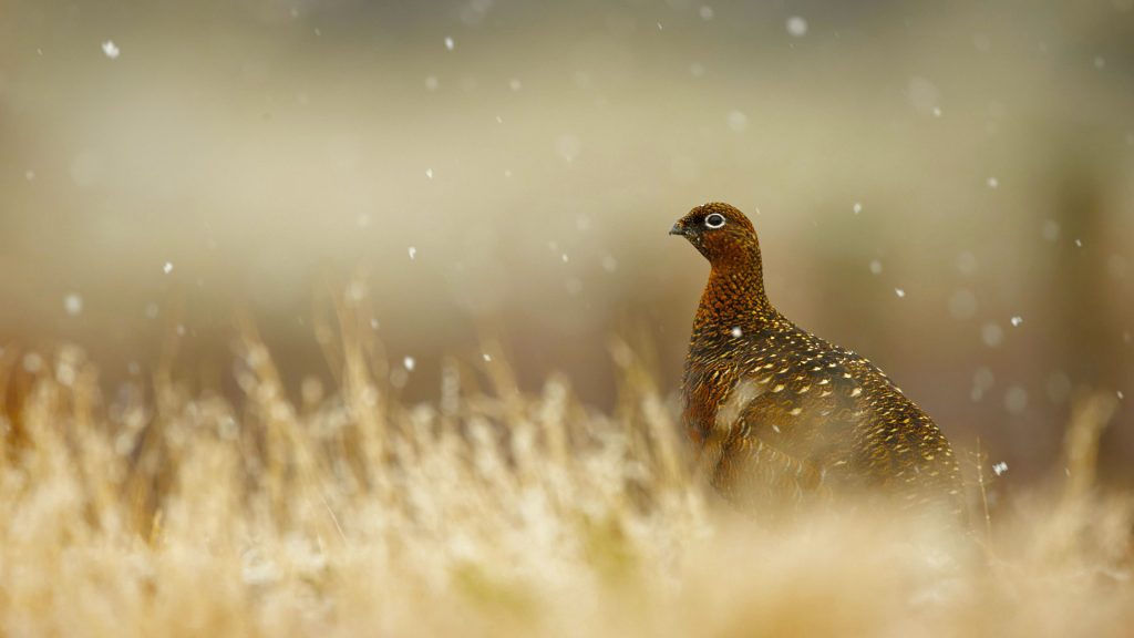 Red Grouse Scotland