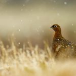 Red Grouse Scotland