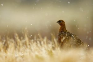 Red Grouse Scotland