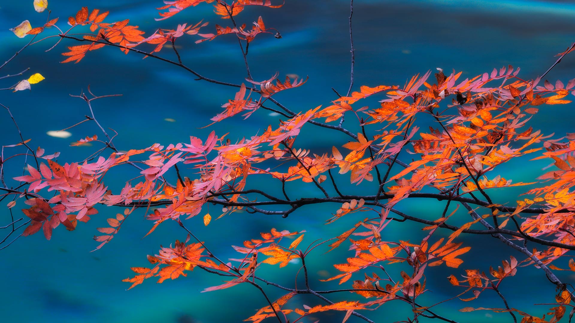 Red Maple Bing Wallpaper Download