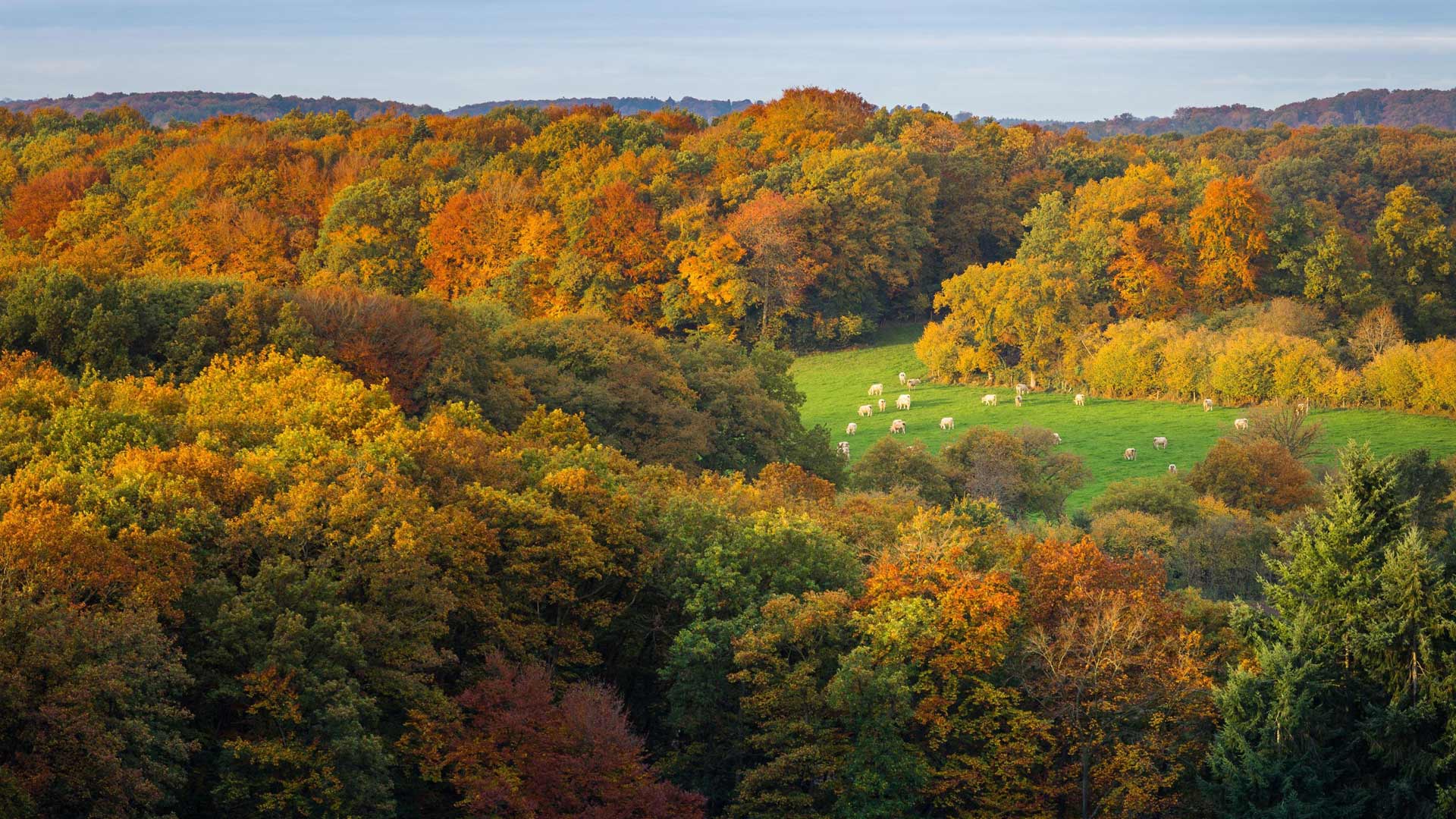 Roched Oetre Autumn