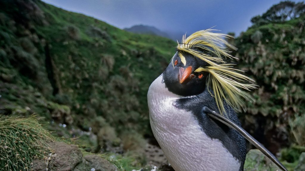 Rockhopper