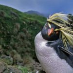 Rockhopper