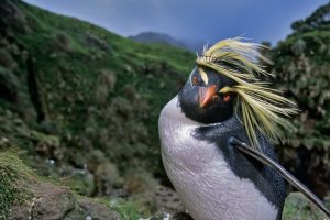 Rockhopper