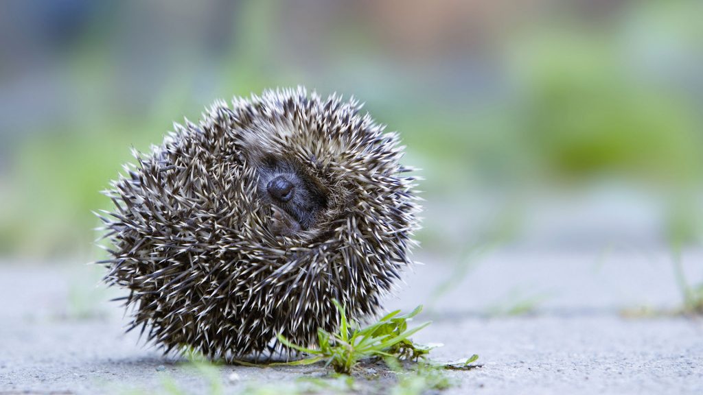 Rolling Hedgehog Oberbruck