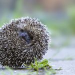 Rolling Hedgehog Oberbruck