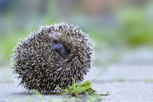 Rolling Hedgehog Oberbruck