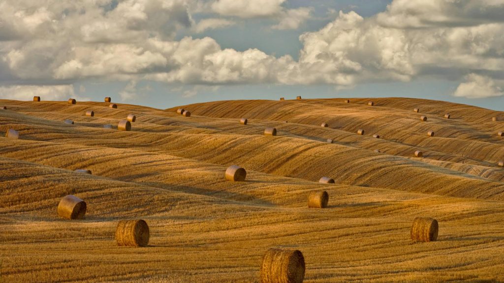 Round Bales