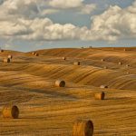 Round Bales