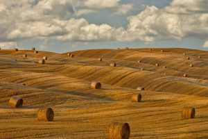 Round Bales