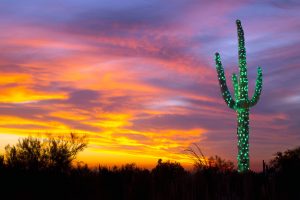 Saguaro Lights