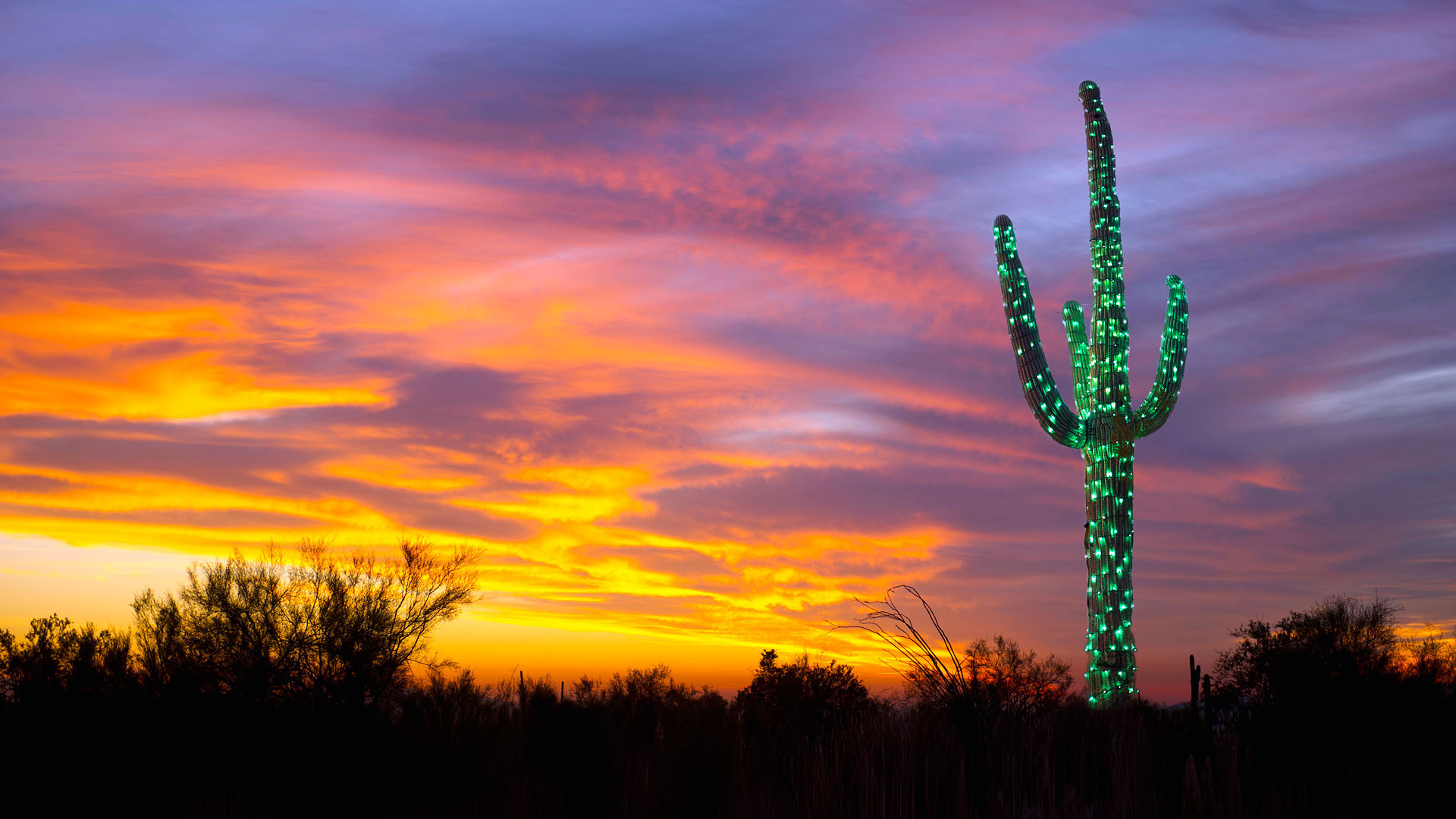 Saguaro Lights