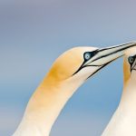 Saltee Gannets