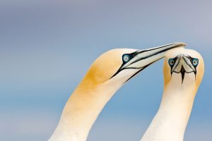 Saltee Gannets