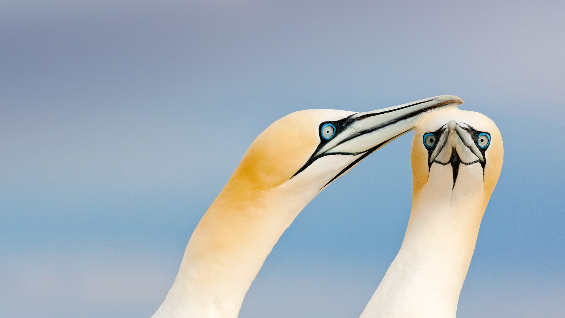 Saltee Gannets