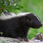 Skunk Kit