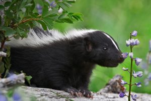 Skunk Kit