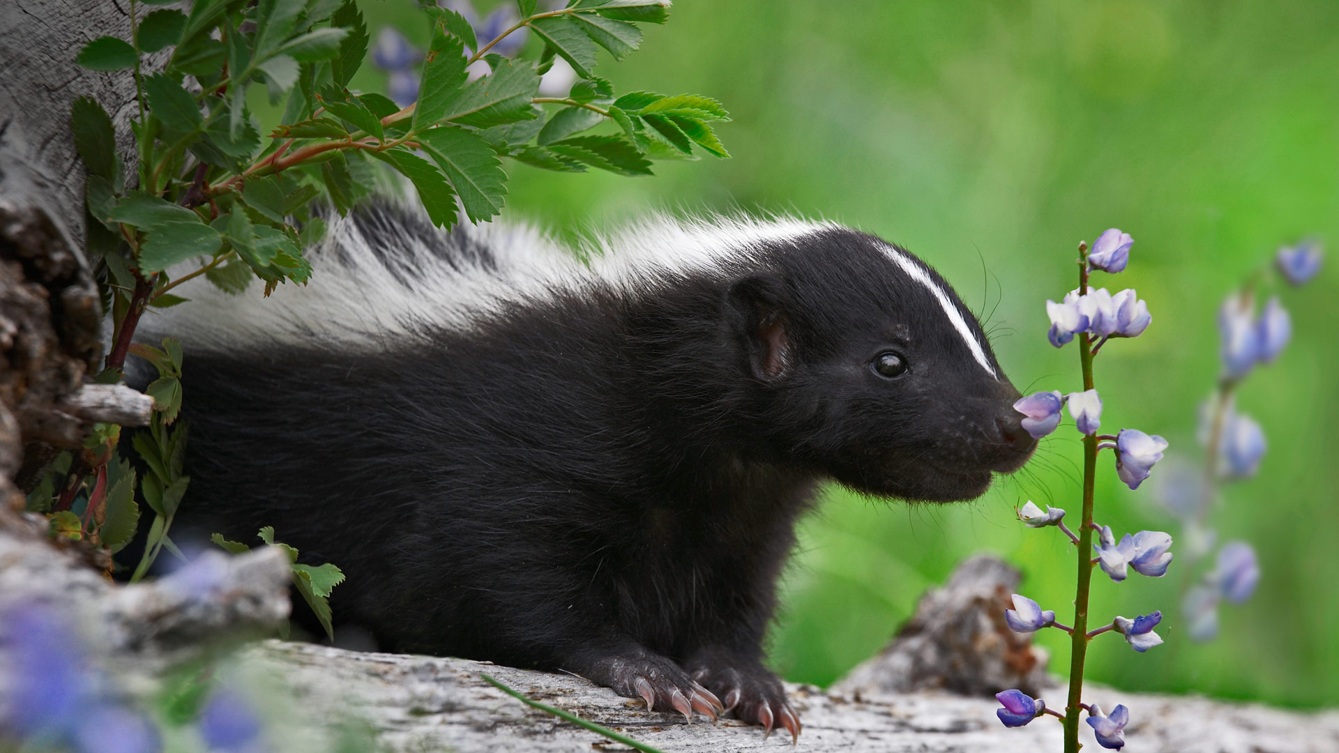 Skunk Kit