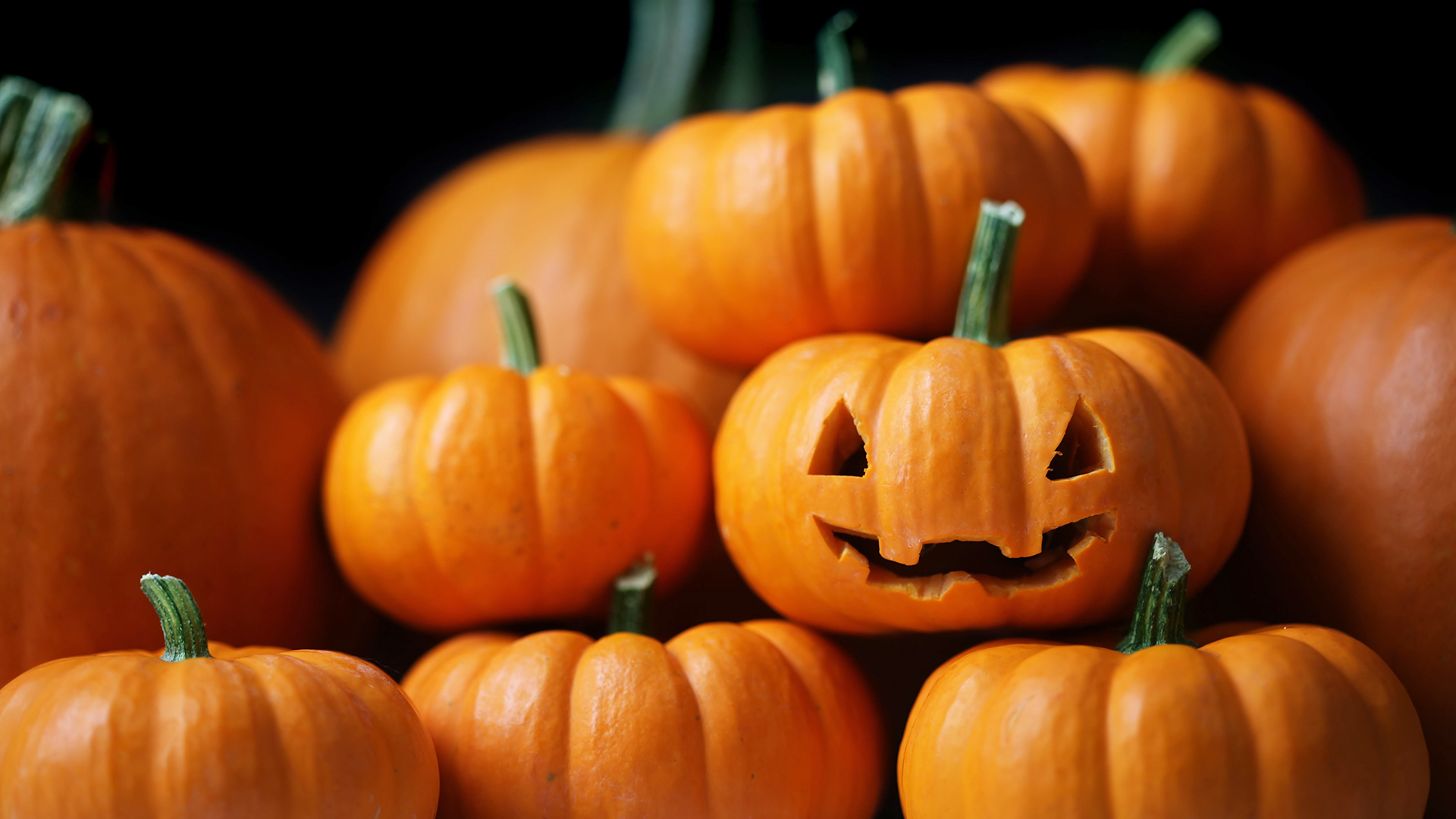 Small Pumpkins – Bing Wallpaper Download