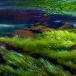 Snowdonia Algae