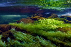 Snowdonia Algae