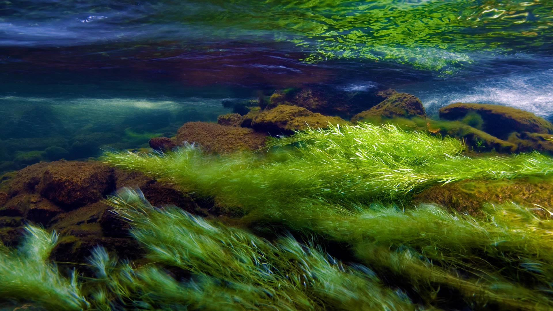 Snowdonia Algae