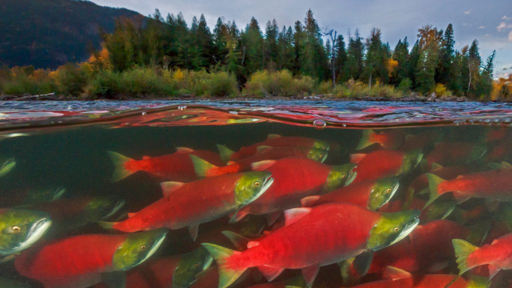 Sockeye Returns