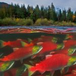 Sockeye Returns