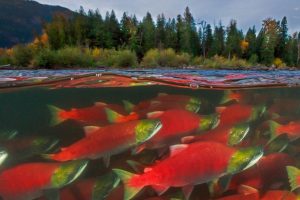 Sockeye Returns