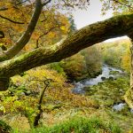 Strid Wood